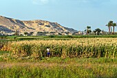 Maisanbau im Tal der Könige, Luxor, Ägypten, Afrika