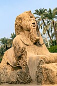 Alabaster-Sphinx von Memphis, die größte bekannte Statue aus Alabaster, mit rahina-Freilichtmuseum, von der unesco als Weltkulturerbe eingestuft, kairo, ägypten, afrika