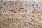 Farm work with the raising of livestock and fishing,  milking a cow, bas-relief in the mastaba of kagemni, vizier during the reign of king teti, saqqara necropolis, region of memphis, former capital of ancient egypt, cairo, egypt, africa