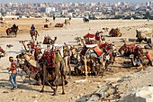 Camel camp for tours at the foot of the pyramids of giza, cairo, egypt, africa