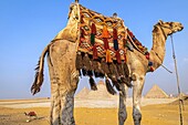 Camel in front of the pyramids of giza, cairo, egypt, africa