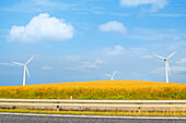 Wind turbines and corn fields seen from the road of the the north of Jutland, Jutland region, north of Denmark, Denmark, Europe