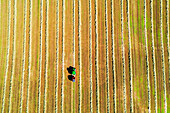 Aerial view of tractor baling hay in field, Frosinone province, Ciociaria region, Latium, Central Italy, Italy