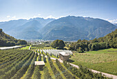 Mit Hagelschutznetzen bedeckte Apfelplantagen auf grünen Hügeln, Valtellina, Provinz Sondrio, Lombardei, Italien