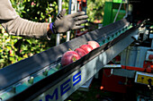 Arbeiter, der während der Ernte Äpfel von automatischen Maschinenarmen pflückt, Valtellina, Provinz Sondrio, Lombardei, Italien