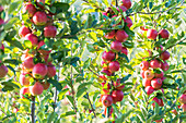 Red apples on apple tree branches in the orchard, Valtellina, Sondrio province, Lombardy, Italy