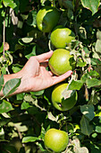 Die Hand eines Bauern pflückt Äpfel vom Baum in den Obstgärten, Valtellina, Provinz Sondrio, Lombardei, Italien