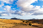 Palmen in der kargen Landschaft des ländlichen Dorfes Tesejerague, Tuineje, Fuerteventura, Kanarische Inseln, Spanien