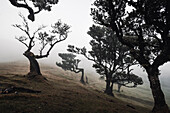 Nebel über den alten Lorbeerbäumen im Laurissilva-Wald von Fanal, Insel Madeira, Portugal