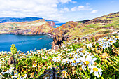 Daisies flowers in bloom with the blue ocean on background, Ponta de Sao Lourenco, Canical, Madeira island, Portugal