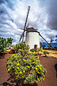Clouds over the old windmill and flowering plant in the Cactus Garden of Antigua, Fuerteventura, Canary Islands, Spain
