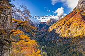 Bunte Lärchen im Herbstwald und schneebedeckte Berge, Bagni di Masino, Val Masino, Valtellina, Lombardei, Italien