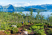 Two hikers walking in a birch forest on path to Husfjellet mountain, Senja island, Troms county, Norway