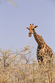 Giraffe in Etosha, Namibia, Africa