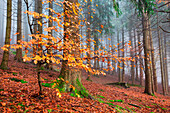 Beech tree forest in autumn, Province of Como, Lombardy, Italy, Western Europe