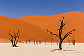 Deadvlei; Sossusvlei; namib naukluft area; Namibia; Southern Africa