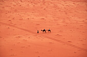 Camels in Wadi-Rum desert, Jordan, Middle East, Asia
