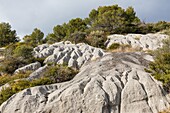 Lauves or loves in provencal, flagstones made of sediment left by a primal sea, village of tourrettes sur loup, alpes-maritimes, provence-alpes-cote d'azur (06)