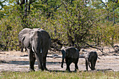 Elefant (Loxodonta africana), Savute-Kanal, Linyanti, Botsuana.