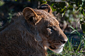 Lion (Panthera leo), Savute Channel, Linyanti, Botswana.