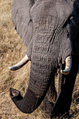 Elephant (Loxodonta africana), Abu Camp, Okavango Delta, Botswana