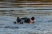 Hippopotamuses (Hippopotamus amphibius), Okavango Delta, Botswana