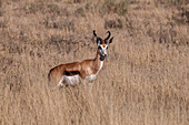 Springbok (Antidorcas marsupialis), Deception Valley, Central Kalahari Game Reserve, Botswana.