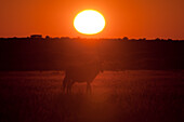 Gemsbok (Oryx gazella), Deception Valley, Central Kalahari Game Reserve, Botswana.