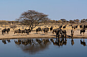 Blue wildebeest, Connochaetes taurinus, Kalahari, Botswana