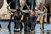 Two blue wildebeest, Connochaetes taurinus, drinking