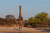 A southern giraffe, Giraffa camelopardalis, walking, Kalahari, Botswana