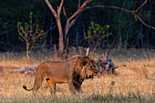 Ein Löwe, Panthera leo, beim Spazierengehen