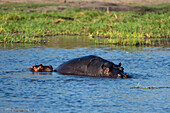 Flusspferd, Hippopotamus amphibius, Okavango-Delta, Botsuana