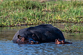 Flusspferd, Hippopotamus amphibius, Okavango-Delta, Botsuana