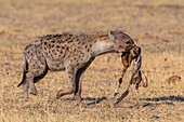 Tüpfelhyäne, Crocuta crocuta, Okavango-Delta, Botsuana