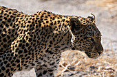 A leopard, Panthera pardus, walking.