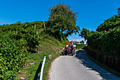 Valdobbiadene, Venetien, Italien.