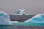 Icebergs in Portal Point, Antarctica. Antarctica.
