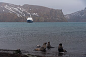 Das Kreuzfahrtschiff Plancius in Deception Island, Antarktis.