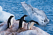 Adelie penguins (Pygoscelis adeliae) on a block of ice, Paulet Island, Weddell Sea, Antarctica.
