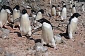 Adelie penguins (Pygoscelis adeliae), Paulet Island, Weddell Sea, Antarctica.