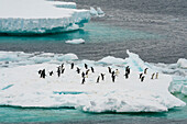 Adelie penguins (Pygoscelis adeliae) on iceberg, Antarctic Sound, Antarctica.
