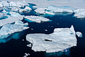 Rossrobbe (Ommatophoca rossii) auf einem Eisberg, Larsen B-Schelfeis, Weddellmeer, Antarktis.