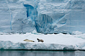 Walruses (Odobenus rosmarus) resting on an iceberg, Larsen C ice shelf, Weddell Sea, Antarctica.