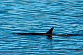 Orca (Orcinus orca), Larsen Inlet, Weddell Sea, Antarctica.