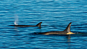 Orcas (Orcinus orca), Larsen-Bucht, Weddell-Meer, Antarktis.