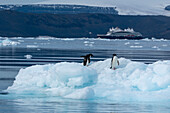 Adelie penguins (Pygoscelis adeliae) on iceberg, Croft Bay, James Ross Island, Weddell Sea, Antarctica.