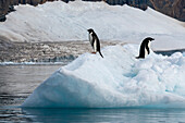 Adelie penguins (Pygoscelis adeliae) on iceberg, Croft Bay, James Ross Island, Weddell Sea, Antarctica.