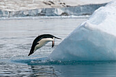 Adelie penguin (Pygoscelis adeliae) jumping from iceberg, Croft Bay, James Ross Island, Weddell Sea, Antarctica.