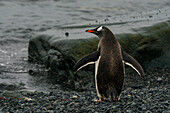 Eselspinguin (Pygoscelis papua), Halbmondinsel, Süd-Shetland-Insel, Antarktis.